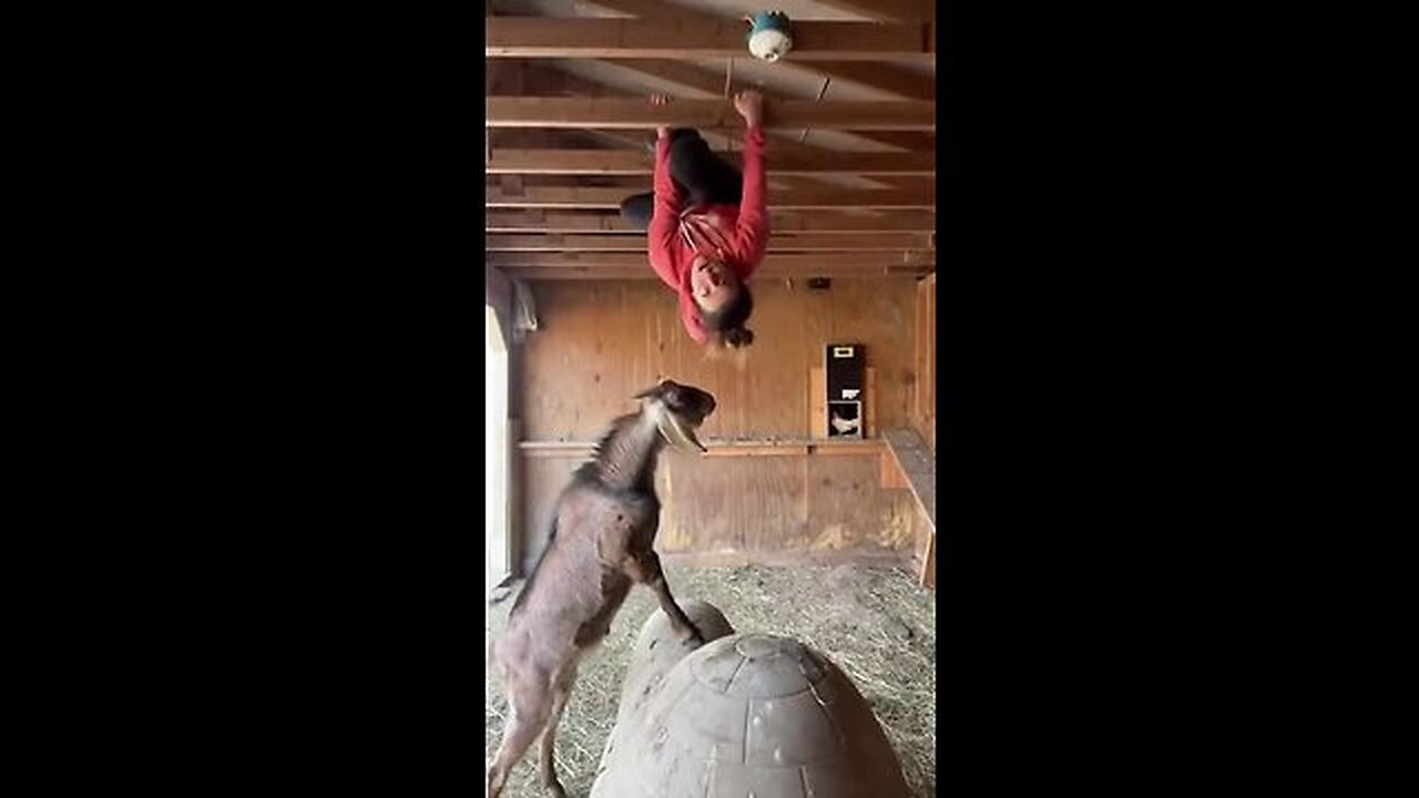 #animals #goat #funnyanimalvideos