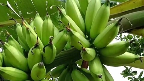 uli banana tree