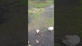 Geese take goslings out of yard