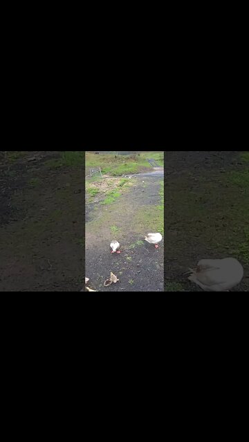 Geese take goslings out of yard