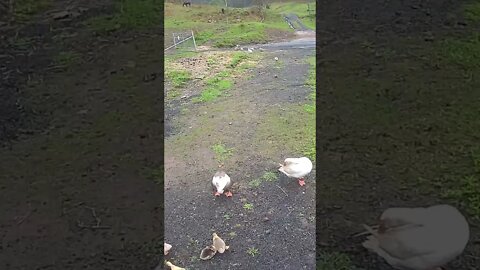 Geese take goslings out of yard