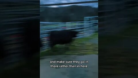 It’s an important job, ok😂🐮