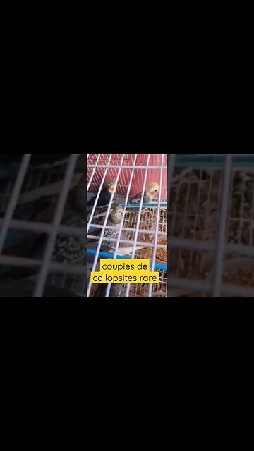couple de callopsite rare