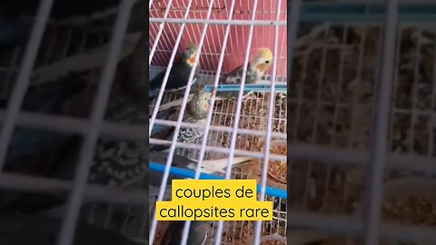 couple de callopsite rare