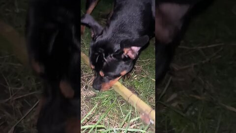 The Most Funniest Dog Ever 😂 (must watch) [4K] #shorts #short #rottweiler #dog #subscribe