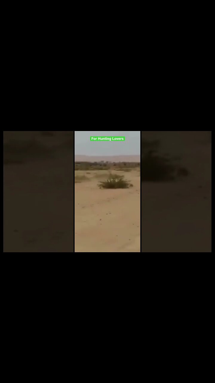 Greyhound chasing Rabbit 🐇 in big Desert 🏜️ in Africa Galgo persiguiendo al conejo en África
