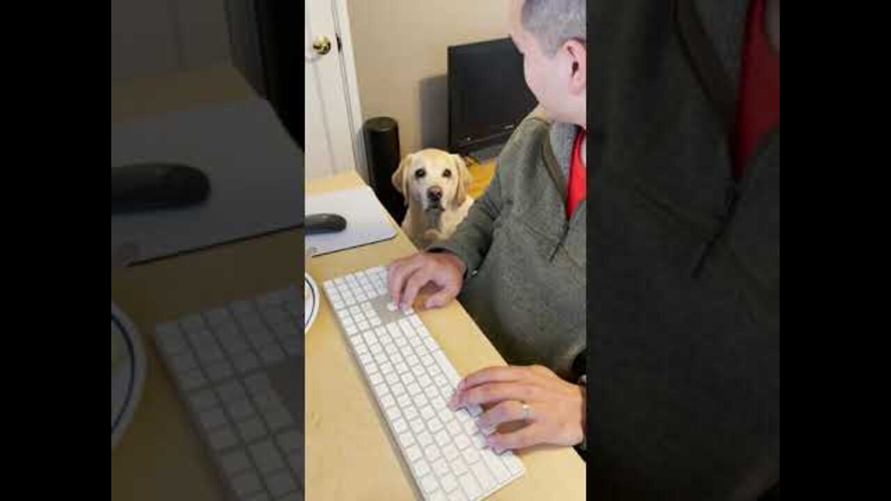 Labrador- ask for food in the cutest way 2022