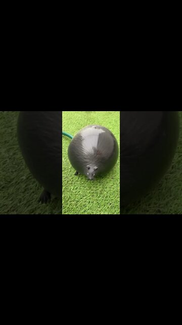 Most Popular and Amazing videos(3)