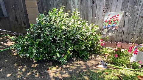 Lovely Star Jasmine