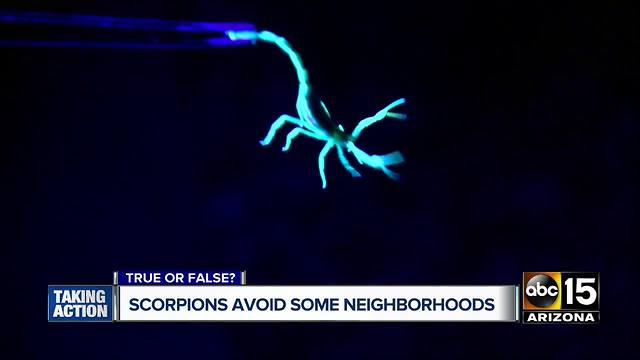Scorpion infestation found in Biltmore neighborhood