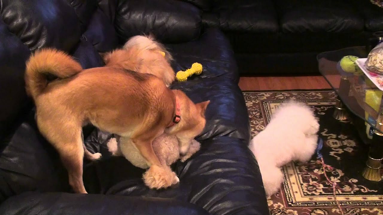 Baby Dogs 🔴 Cute and Funny Dog Videos Compilation . Funny Puppy Videos 2022