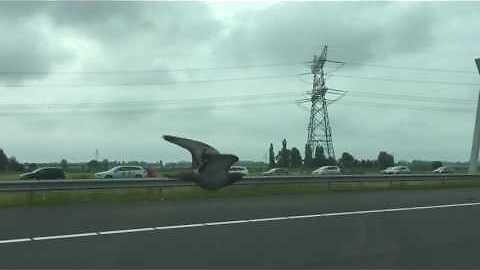 Pigeon race on the motorway