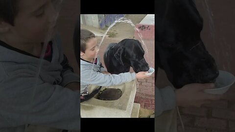 Great Dane Drinks Water