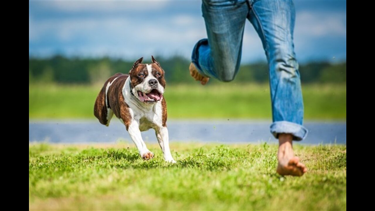 How to defend against a dog. Self defense tricks against dog attack