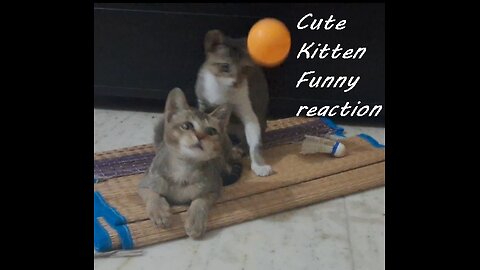 Cute Kitten - Funny reaction