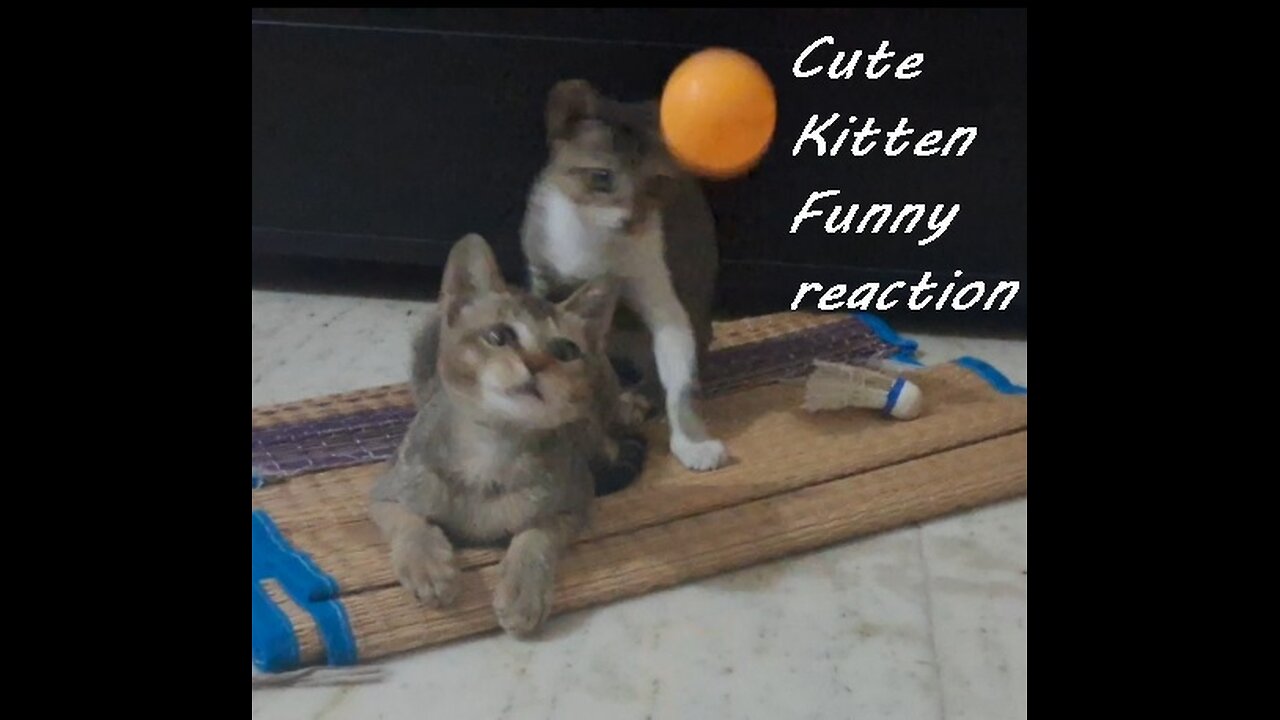 Cute Kitten - Funny reaction