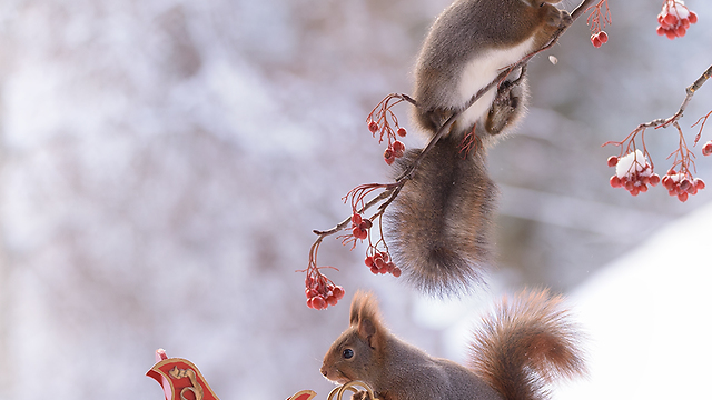 2017 Christmas photos with squirrels