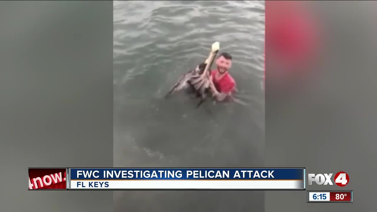 Man faces charges after attacking a pelican