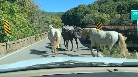 (Wild Horses Missouri) Ozark Hippie Camp