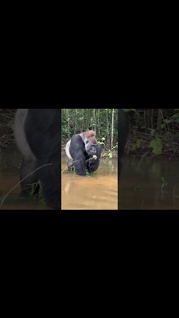 Face 2 Face With SilverBack Gorilla
