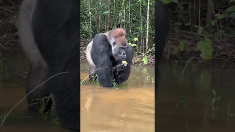 Face 2 Face With SilverBack Gorilla