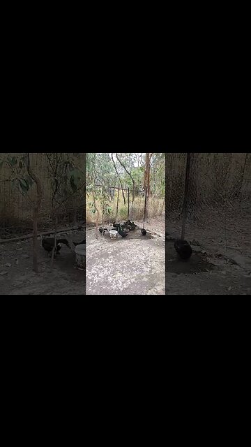 Cayuga Ducks enjoying their mud puddle #ducks #cayugaducks #cayuga