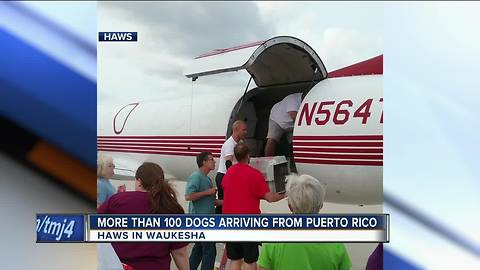 Displaced dogs from Puerto Rico are coming to Wisconsin