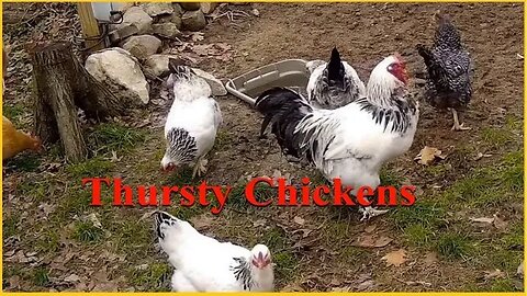 A quick look at some action at the water hole
