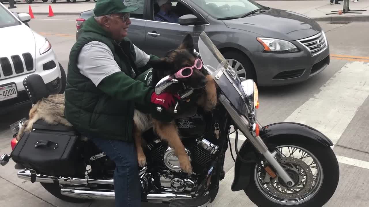 Molly the dog gets a case of Bucks Fever
