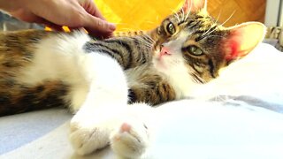 Purring Kitten Sleeps on His Head