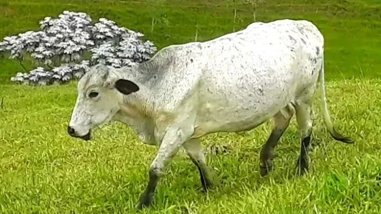 Touros e vacas em busca de capim, bezerros, bois, Gado bovino, Bos taurus