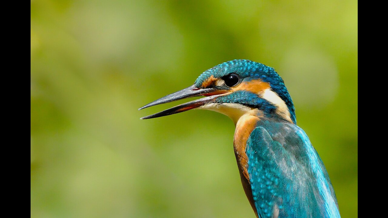 most beautiful birds in the world - cinematic