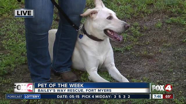 Pet of the week: Prince