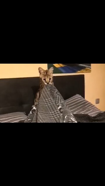 Playtime With A Savannah Cat Is Both Thrilling And Adorable