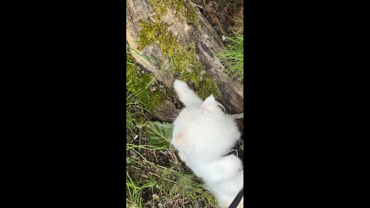 Cat Eating Grass