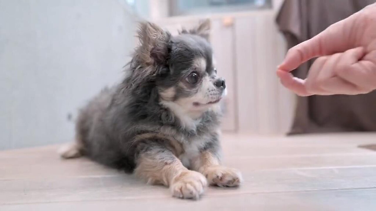 The owner took the to the pet grooming salon After the treatment, the little one became like a dog