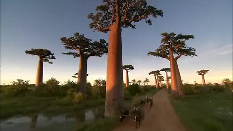 Amazing Quest Stories from Madagascar Somewhere on Earth Madagascar Free Documentary ### 8