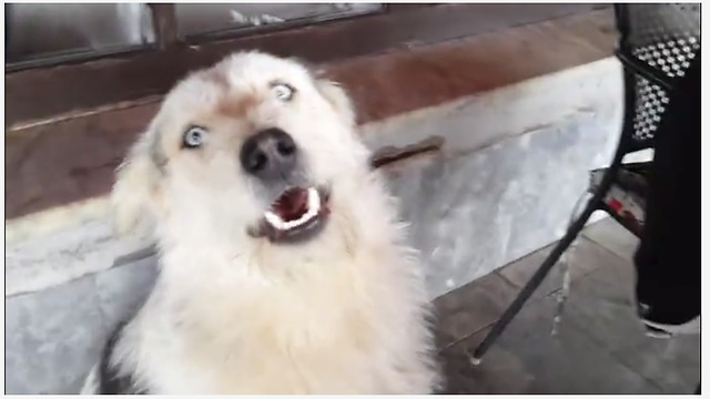 This Jealous Dog Refuses To Let His Owner Pet The Cat