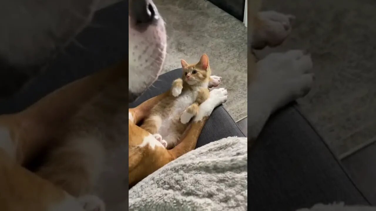 Funny and Cute CAT Videos Compilation,🐕🐕 #shorts