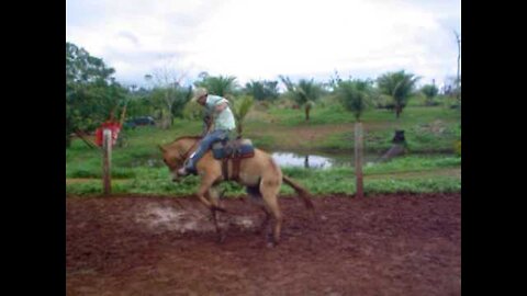 KNOCKING THE VERY FUNNY JUMPING ANIMAO