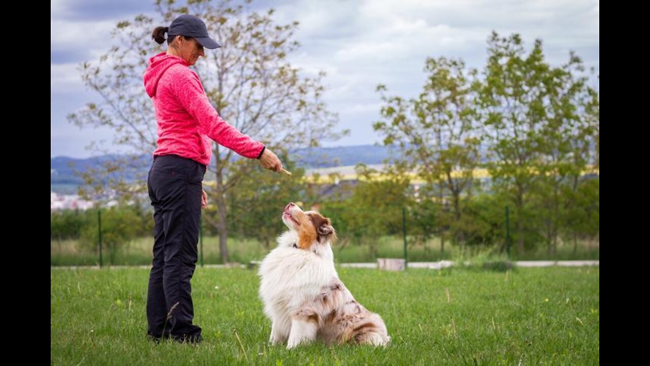 🐕 Basic Dog Training – TOP 10 Essential Commands Every Dog Should Know!
