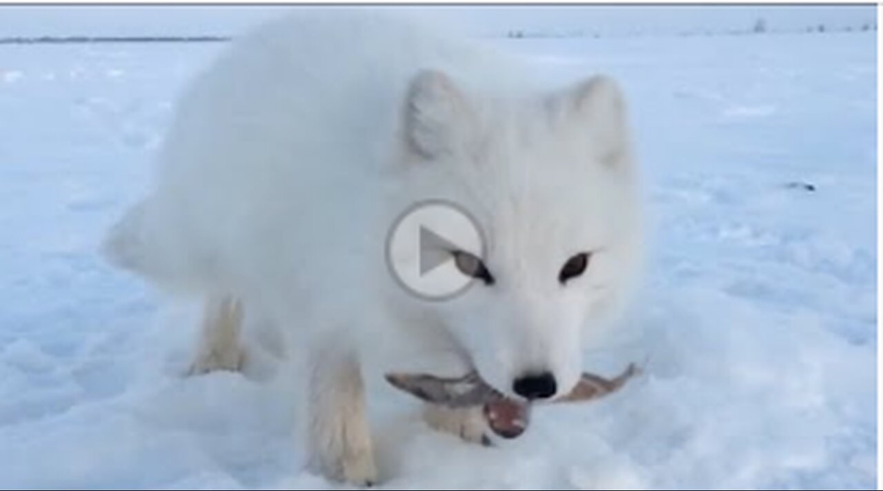 Baby Arctic Fox Steals Mans Fish,VIRAL,TRENDING,