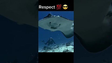 Respect 💯😎 #shortvideo #shortsfeed #shorts