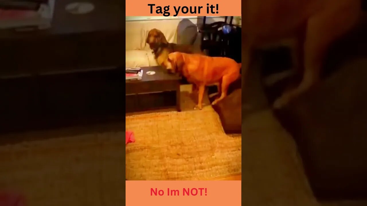 Tag you're it! funny animal videos, funny dogs #shorts