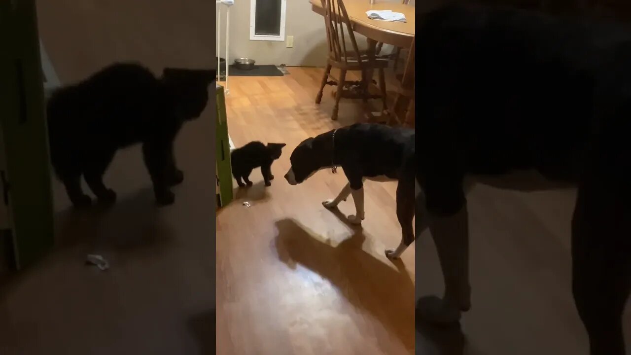 Little Kitten vs Pitbull 🤣