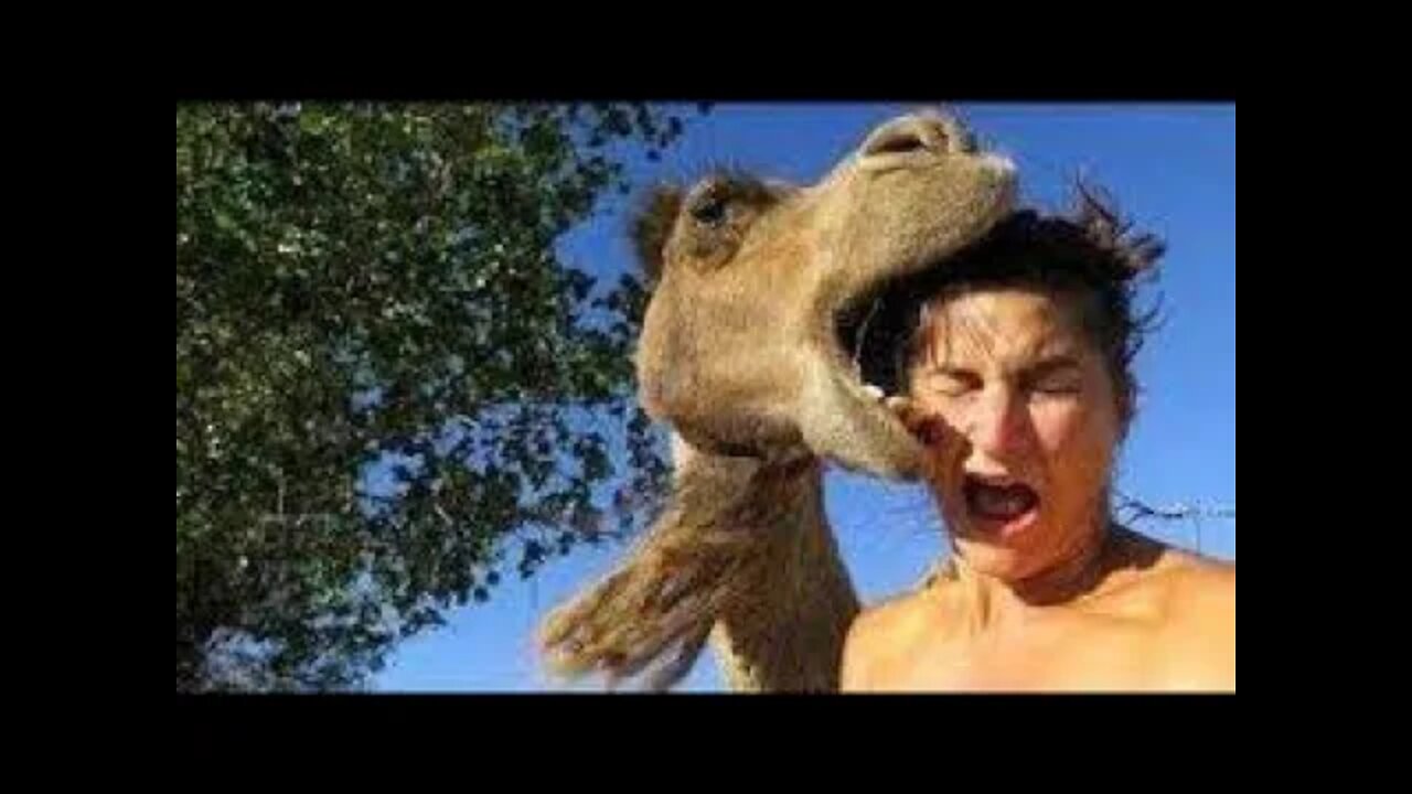 Animal Attacks!!FUNNY LAUGH 1000%