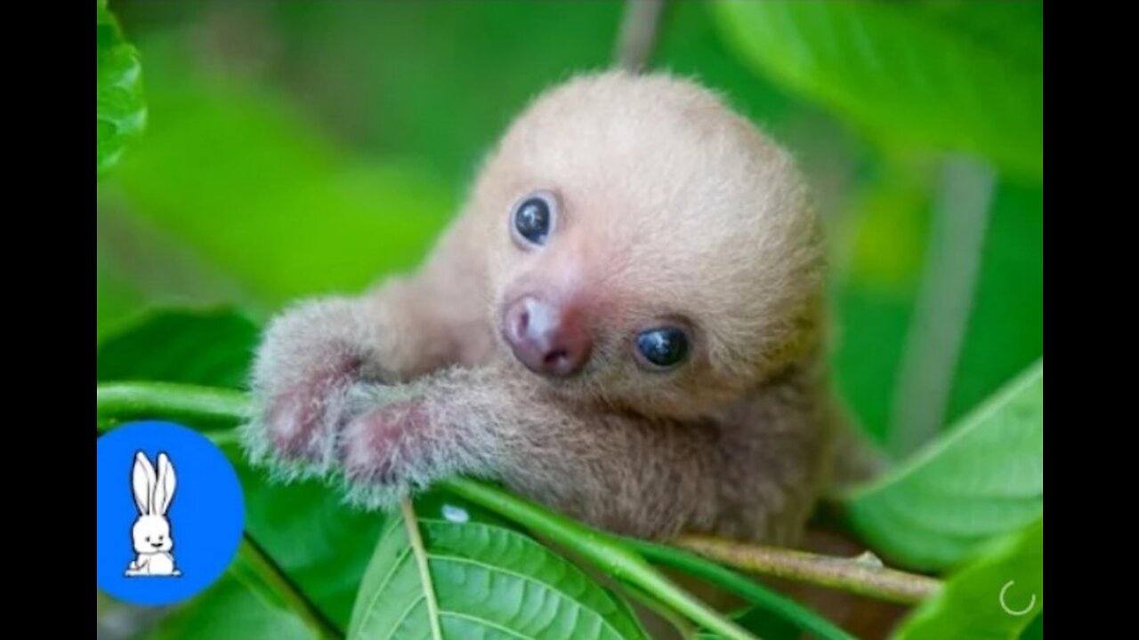 Baby Sloths Being Sloths - FUNNIEST Compilation