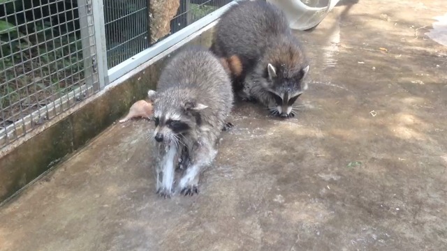 Baby raccoon patients play in water to get better for the wild