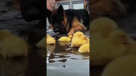 Chick Magnet #shorts #shortsfeed #clips #shortvideo