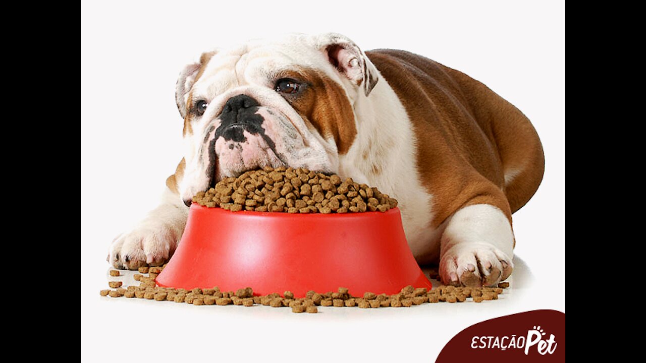 My dog doesn't want to eat Saiba! Know what to do All about dog